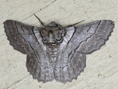 Hypobapta tachyhalotaria