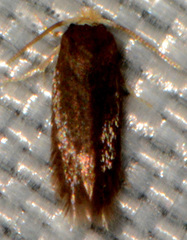 Cauchas dietziella