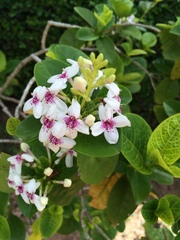 Pseuderanthemum maculatum