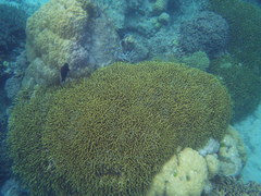 Porites cylindrica