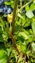 Arachis hypogaea