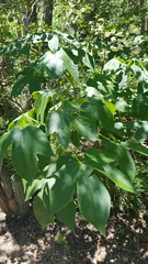 Gyrocarpus jatrophifolius
