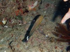 Anampses lineatus