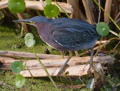 Butorides virescens image