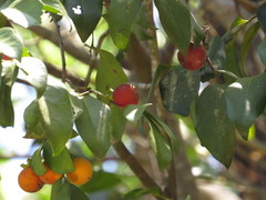 Diospyros hebecarpa