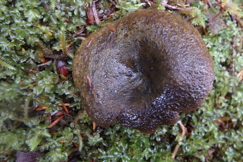Lactarius olivaceoumbrinus image