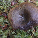 Lactarius olivaceoumbrinus - Photo (c) kilasiak, μερικά δικαιώματα διατηρούνται (CC BY-NC), uploaded by kilasiak