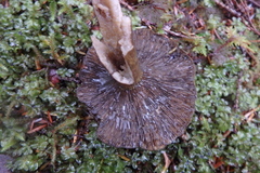 Lactarius olivaceoumbrinus image
