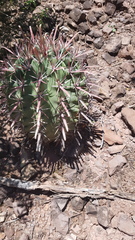 Ferocactus recurvus recurvus