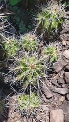 Ferocactus flavovirens