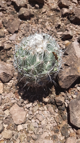 Coryphantha pallida (Coryphantha pallida)