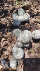 Mammillaria haageana meissneri
