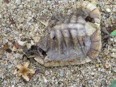 Rhinoclemmys rubida rubida