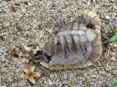 Rhinoclemmys rubida rubida