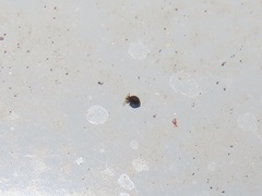 Sminthurinus minutus