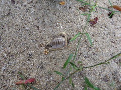 Rhinoclemmys rubida rubida