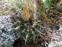 Parodia mammulosa