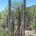 Lemaireocereus hollianus - Photo (c) Martín Sánchez Vilchis,  זכויות יוצרים חלקיות (CC BY-SA), הועלה על ידי Martín Sánchez Vilchis