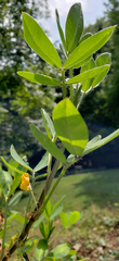 Arachis hypogaea