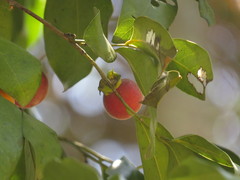 Diospyros hebecarpa