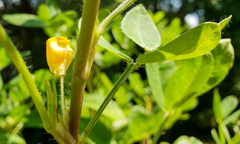 Arachis hypogaea
