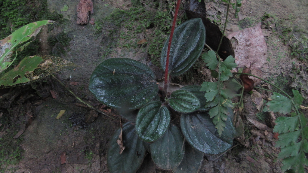Tanaman Radiator radiator plants from Guaduas, Cundinamarca, Colombia on November 11 ...