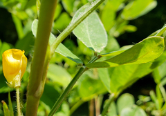 Arachis hypogaea