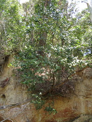 Diospyros hebecarpa