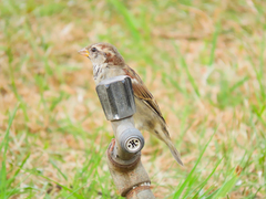 Passer domesticus