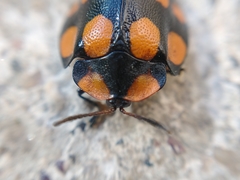 Botanochara decempustulata