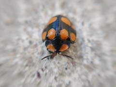 Botanochara decempustulata