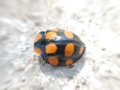 Botanochara decempustulata