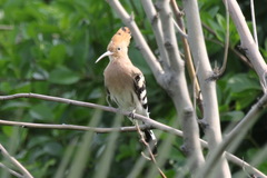 Upupa epops