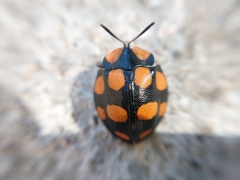 Botanochara decempustulata