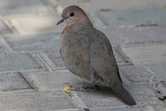 Streptopelia senegalensis