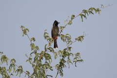 Pycnonotus cafer