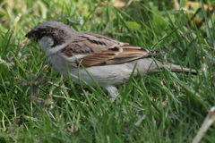 Passer domesticus