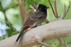 Pycnonotus cafer