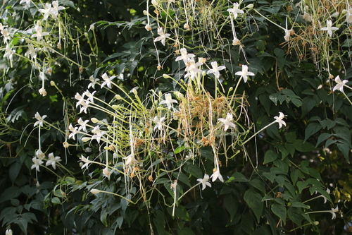 Millingtonia hortensis