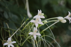 Millingtonia hortensis