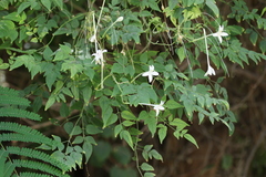 Millingtonia hortensis