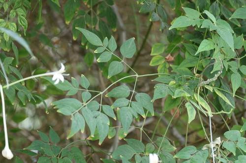 Millingtonia hortensis