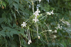 Millingtonia hortensis