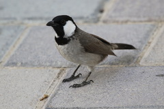 Pycnonotus leucotis