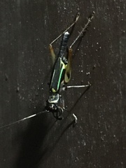 Phylloscyrtus amoenus