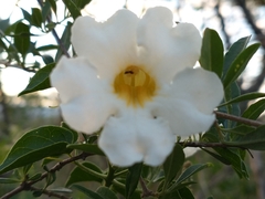 Amphilophium carolinae