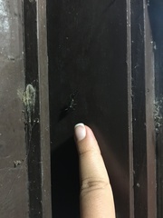 Phylloscyrtus amoenus
