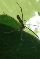 Trichonephila clavipes