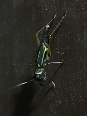 Phylloscyrtus amoenus