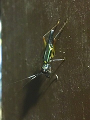 Phylloscyrtus amoenus